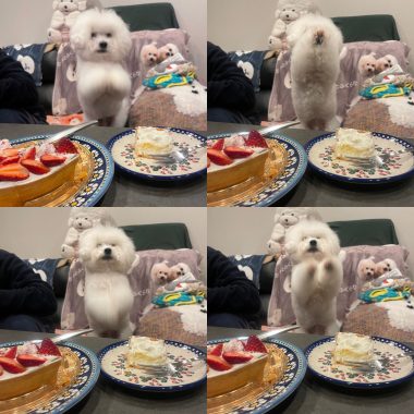 ビションフリーゼ おもち お花が咲いてきました 2F9D2B1E-DE9C-406C-91A5-D6082814DC53-380x380 ビションフリーゼ おもち お花が咲いてきました 2F9D2B1E-DE9C-406C-91A5-D6082814DC53-380x380