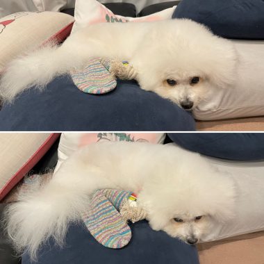 ビションフリーゼ　おもち  おもちふくらむ 3月12日(木曜) E7E859A4-F304-4F22-ADDF-8CFE6713138B-380x380