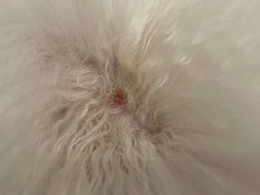 ビションフリーゼ おもち おもちふくトリミング&おものイボクリーム IMG_2237-380x285 ビションフリーゼ おもち おもちふくトリミング&おものイボクリーム IMG_2237-380x285