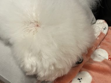 ビションフリーゼ おもち おもちふくトリミング&おものイボクリーム IMG_2238-380x285 ビションフリーゼ おもち おもちふくトリミング&おものイボクリーム IMG_2238-380x285