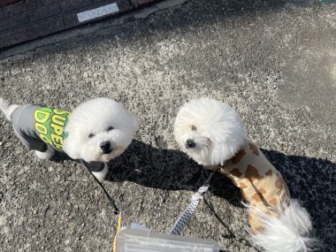 ビションフリーゼ　おもち  おもちふくおじ食べ歩き IMG_2239-380x285