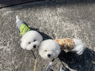 ビションフリーゼ　おもち  おもちふくおじ食べ歩き IMG_2240-380x285