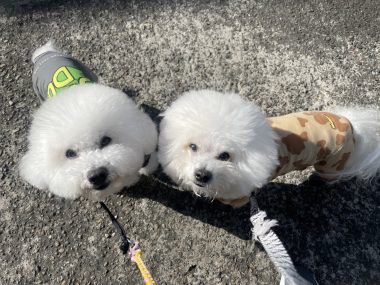 ビションフリーゼ　おもち  おもちふくおじ食べ歩き IMG_2242-380x285