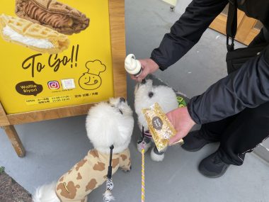 ビションフリーゼ　おもち  おもちふくおじ食べ歩き IMG_2245-380x285