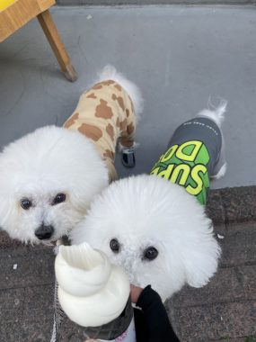 ビションフリーゼ　おもち  おもちふくおじ食べ歩き IMG_2246-scaled-e1772507864691-285x380