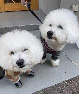 ビションフリーゼ　おもち  おもちふくおじ食べ歩き IMG_2247-319x380