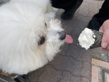 ビションフリーゼ　おもち  おもちふくおじ食べ歩き IMG_2249-1-380x285