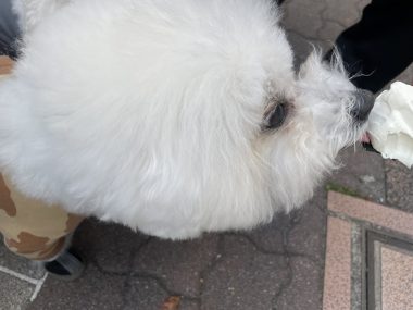 ビションフリーゼ　おもち  おもちふくおじ食べ歩き IMG_2251-380x285