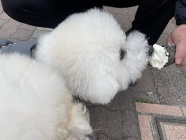 ビションフリーゼ　おもち  おもちふくおじ食べ歩き IMG_2252-380x285