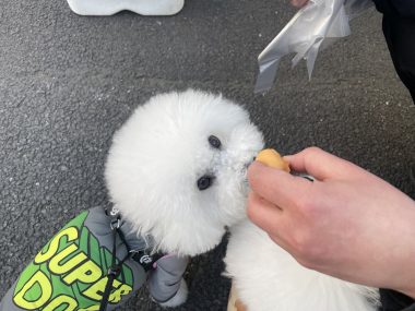 ビションフリーゼ　おもち  おもちふくおじ食べ歩き IMG_2254-380x285