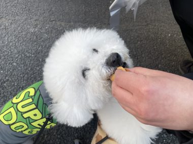 ビションフリーゼ　おもち  おもちふくおじ食べ歩き IMG_2255-380x285