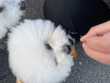 ビションフリーゼ　おもち  おもちふくおじ食べ歩き IMG_2256-380x285