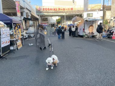 ビションフリーゼ　おもち  おもちふくおじ食べ歩き IMG_2257-380x285