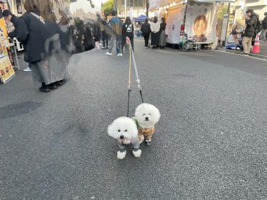 ビションフリーゼ　おもち  おもちふくおじ食べ歩き IMG_2258-380x285