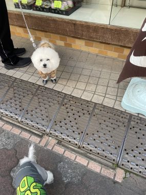 ビションフリーゼ　おもち  おもちふくおじ食べ歩き IMG_2260-scaled-e1772518415831-285x380