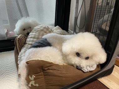 ビションフリーゼ　おもち  おもちふくおじ食べ歩き IMG_2261-380x285