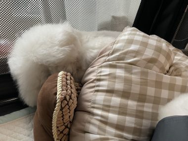 ビションフリーゼ　おもち  おもちふくおじ食べ歩き IMG_2263-380x285