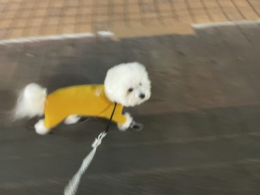 ビションフリーゼ　おもち  おもちふくおじ食べ歩き IMG_2264-380x285