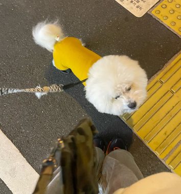 ビションフリーゼ　おもち  おもちふくおじ食べ歩き IMG_2267-354x380