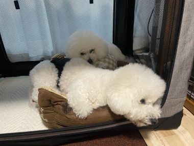 ビションフリーゼ　おもち  おもちふくおじ食べ歩き IMG_2268-380x285