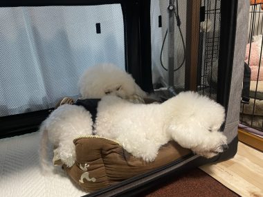 ビションフリーゼ　おもち  おもちふくおじ食べ歩き IMG_2269-380x285