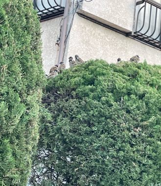 ビションフリーゼ おもち シミ取り3回目と大腸の内視鏡 IMG_2283-329x380 ビションフリーゼ おもち シミ取り3回目と大腸の内視鏡 IMG_2283-329x380