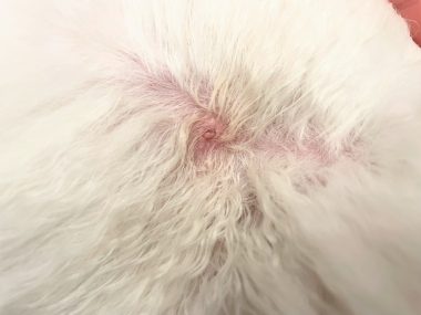 ビションフリーゼ おもち シミ取り3回目と大腸の内視鏡 IMG_2288-380x285 ビションフリーゼ おもち シミ取り3回目と大腸の内視鏡 IMG_2288-380x285