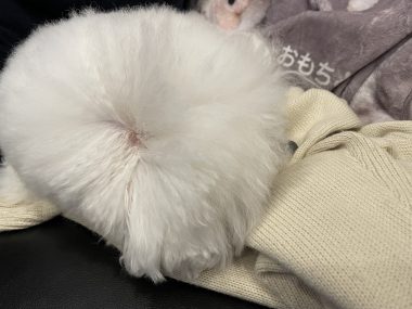 ビションフリーゼ おもち シミ取り3回目と大腸の内視鏡 IMG_2289-380x285 ビションフリーゼ おもち シミ取り3回目と大腸の内視鏡 IMG_2289-380x285