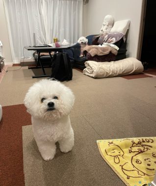 ビションフリーゼ おもち シミ取り3回目と大腸の内視鏡 IMG_2297-318x380 ビションフリーゼ おもち シミ取り3回目と大腸の内視鏡 IMG_2297-318x380