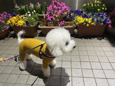 ビションフリーゼ おもち シミ取り3回目と大腸の内視鏡 IMG_2299-380x285 ビションフリーゼ おもち シミ取り3回目と大腸の内視鏡 IMG_2299-380x285