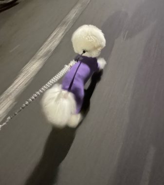 ビションフリーゼ おもち シミ取り3回目と大腸の内視鏡 IMG_2315-337x380 ビションフリーゼ おもち シミ取り3回目と大腸の内視鏡 IMG_2315-337x380