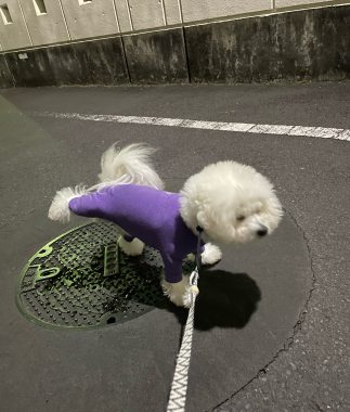 ビションフリーゼ おもち シミ取り3回目と大腸の内視鏡 IMG_2316-323x380 ビションフリーゼ おもち シミ取り3回目と大腸の内視鏡 IMG_2316-323x380