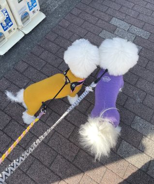 ビションフリーゼ　おもち  おもちふくおじさんぽ彡 IMG_2325-318x380