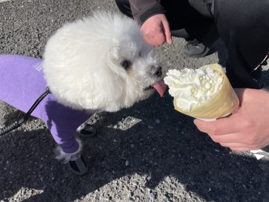 ビションフリーゼ　おもち  おもちふくおじさんぽ彡 IMG_2326-380x285