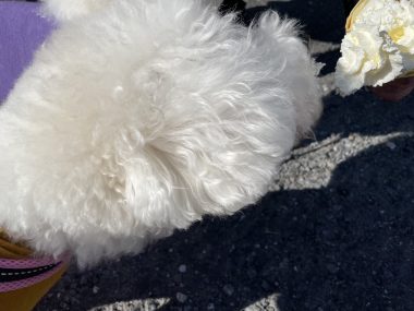 ビションフリーゼ　おもち  おもちふくおじさんぽ彡 IMG_2327-380x285