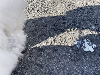 ビションフリーゼ　おもち  おもちふくおじさんぽ彡 IMG_2328-380x285