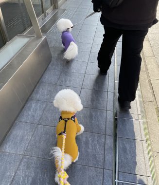 ビションフリーゼ　おもち  おもちふくおじさんぽ彡 IMG_2329-1-327x380