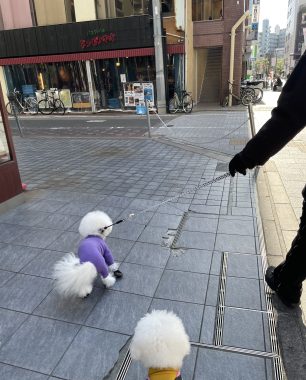 ビションフリーゼ　おもち  おもちふくおじさんぽ彡 IMG_2330-306x380