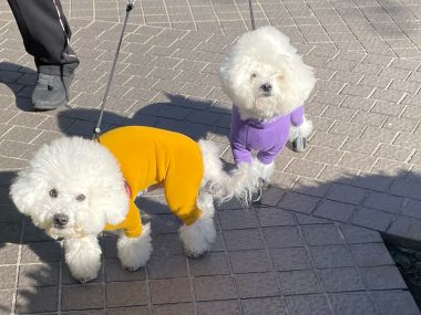 ビションフリーゼ　おもち  おもちふくおじさんぽ彡 IMG_2331-380x285