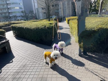 ビションフリーゼ　おもち  おもちふくおじさんぽ彡 IMG_2332-380x285