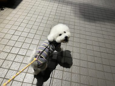 ビションフリーゼ　おもち  おもちふく数日彡 IMG_2355-380x285