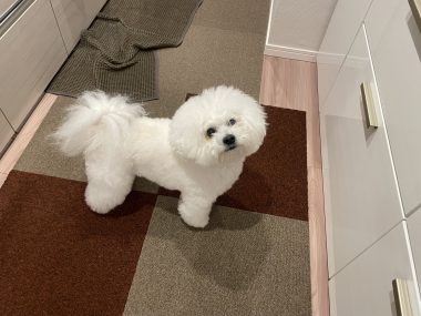 ビションフリーゼ　おもち  おもちふく数日彡 IMG_2363-380x285