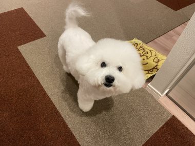 ビションフリーゼ　おもち  おもちふく数日彡 IMG_2365-380x285