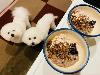 ビションフリーゼ　おもち  おもふく飯色々 IMG_2366-380x285