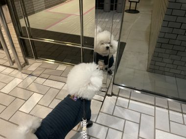 ビションフリーゼ　おもち  おもちふく数日彡 IMG_2374-380x285