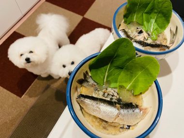 ビションフリーゼ　おもち  おもふく飯色々 IMG_2377_Original-380x285