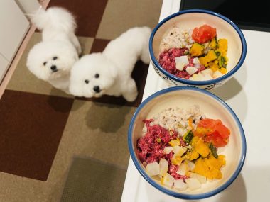 ビションフリーゼ　おもち  おもふく飯色々 IMG_2393-380x285