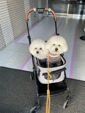 ビションフリーゼ　おもち  おもちふくらむ 3月12日(木曜) IMG_2395-1-285x380