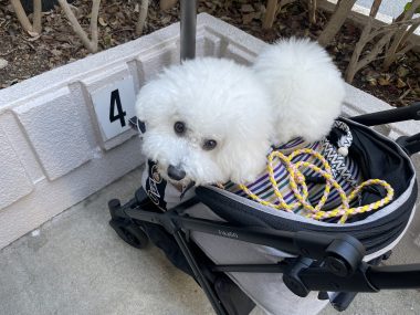 ビションフリーゼ　おもち  おもちふくらむ 3月12日(木曜) IMG_2396-380x285
