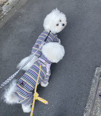 ビションフリーゼ　おもち  おもちふくらむ 3月12日(木曜) IMG_2397-332x380